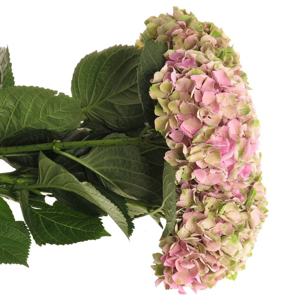 Hortensie grün/rosa Opal 18 cm 60cm