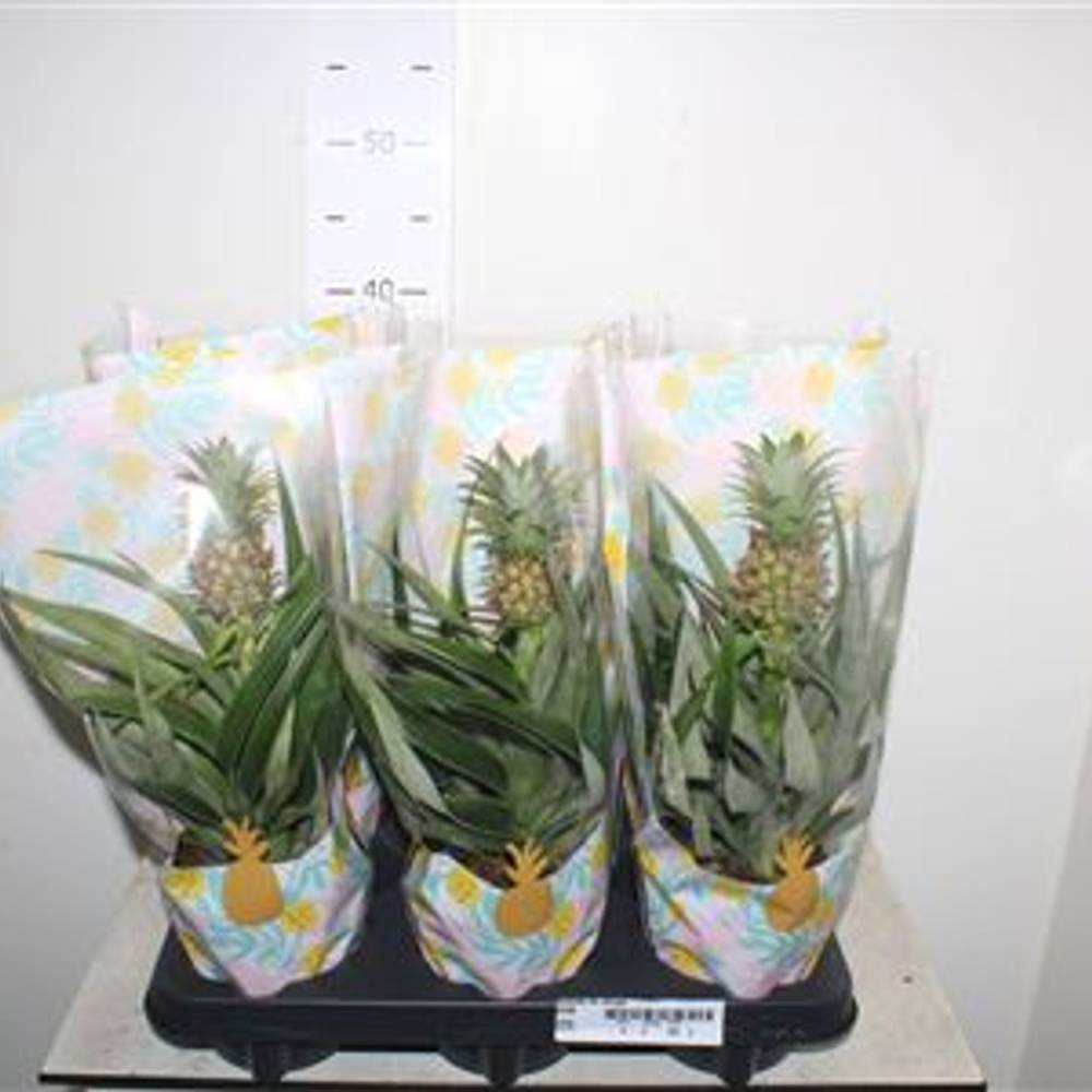 Ananas Mi Amigo Schnapch. vom Uhr T12 H035