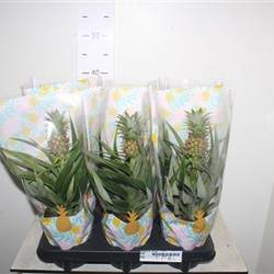 Ananas Mi Amigo Schnapch. vom Uhr T12 H035