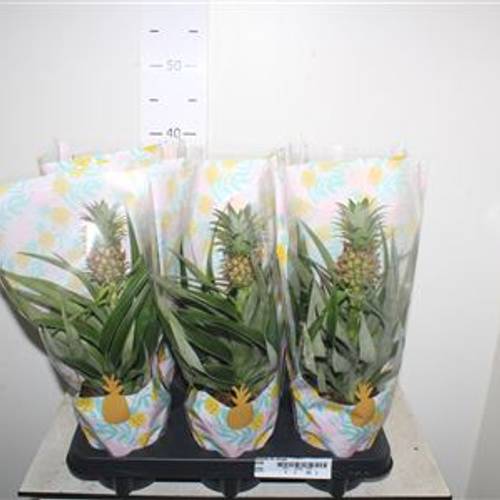 Ananas Mi Amigo Schnapch. vom Uhr T12 H035
