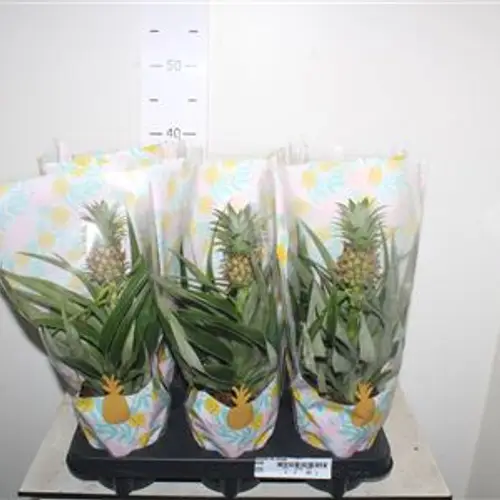 Ananas Mi Amigo Schnapch. Von Uhr T12 H035