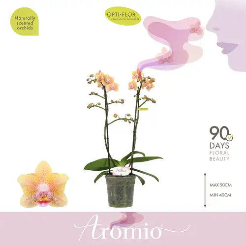 Phal.2-R apricot Aromio Spicy T12 H035