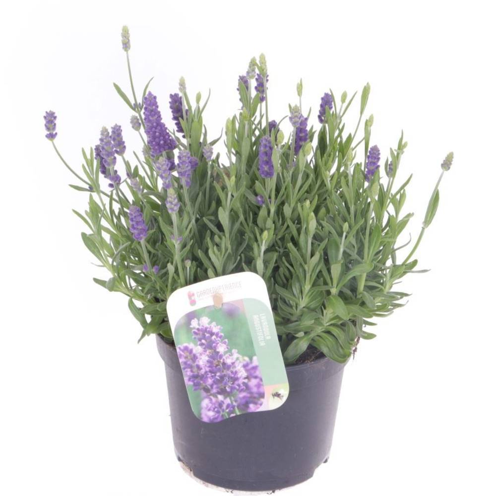 Lavendel Angustifolia violett Ardeche Blue T13 H035