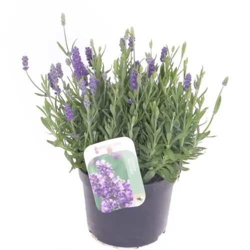 Lavendel Angustifolia violett Ardeche Blue T13 H035