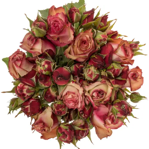 Rose verzweigt creme/rot Paloma 3+Blüte 40cm