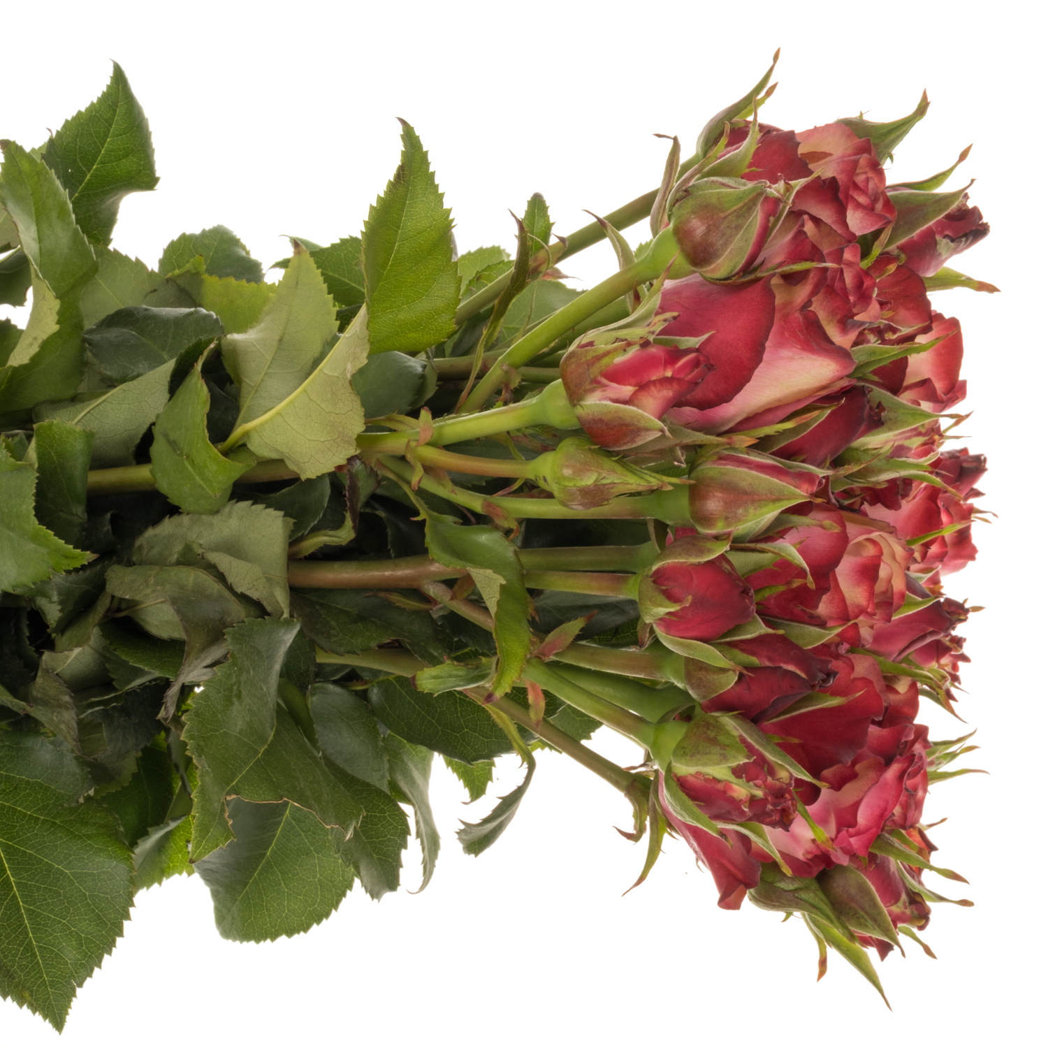 Rose verzweigt creme/rot Paloma 3+Blüte 40cm