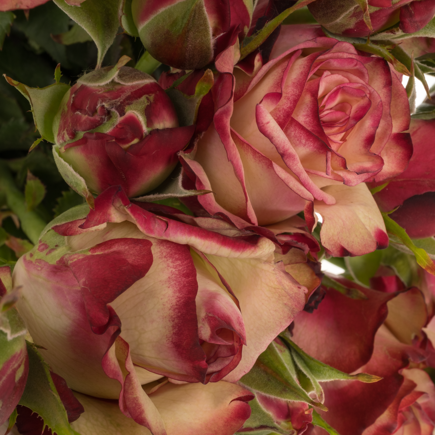 Rose verzweigt creme/rot Paloma 3+Blüte 40cm