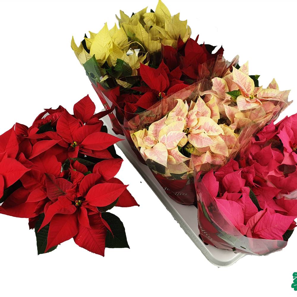 Princettia mix T11 H030