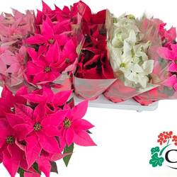 Princettia mix T11 H030