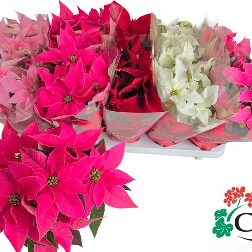 Princettia mix T11 H030
