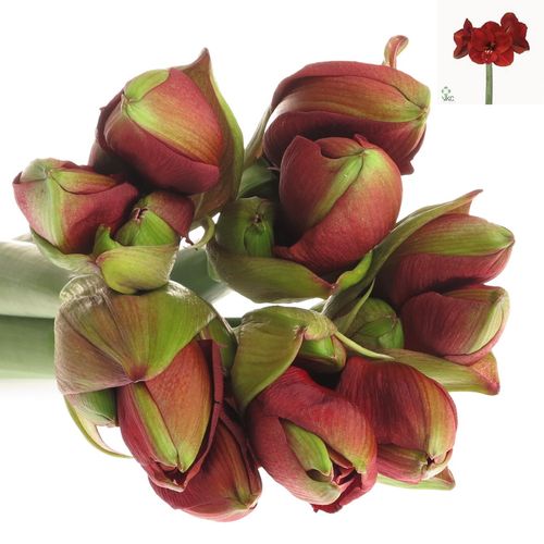 Amaryllis rot/grün Ferrari 