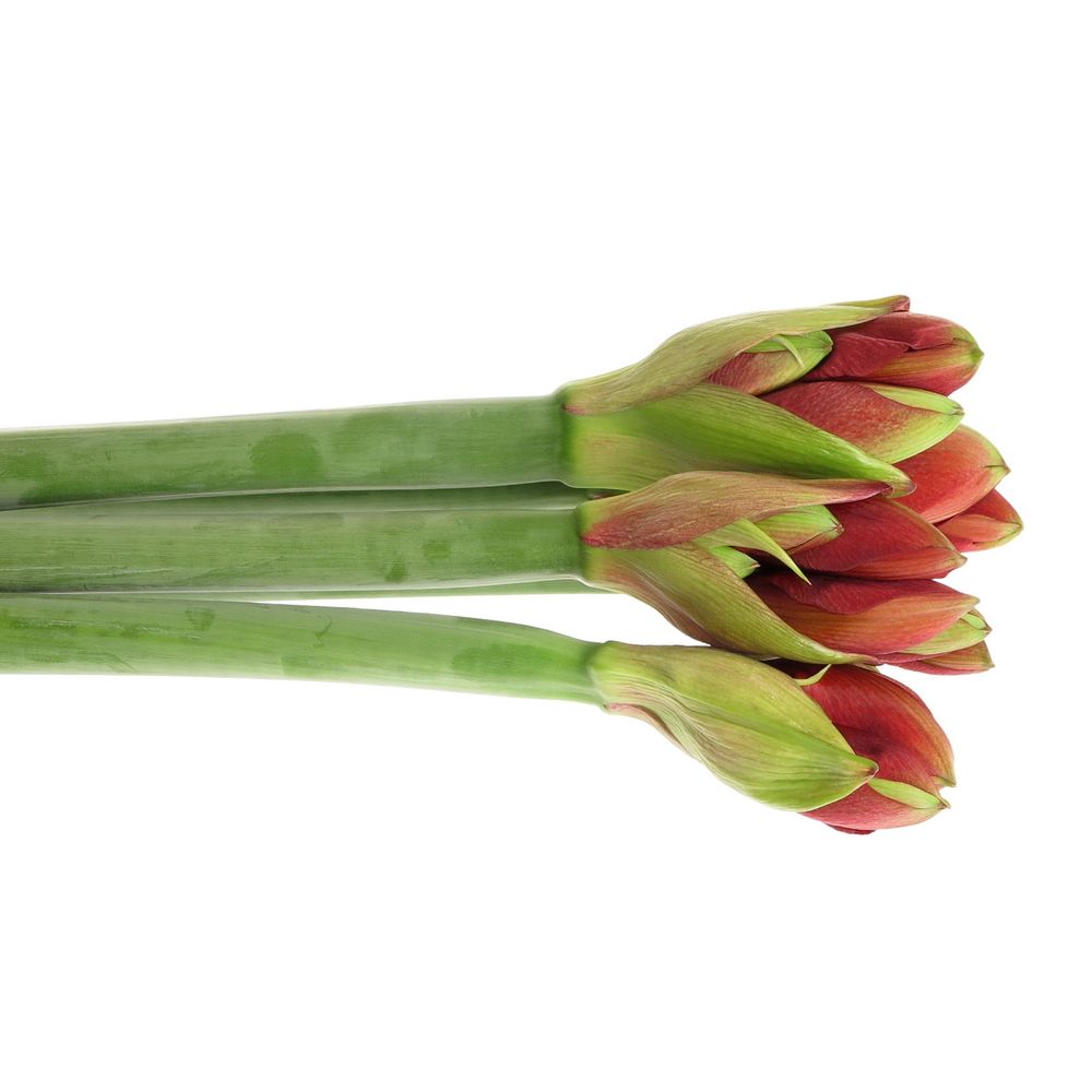 Amaryllis rot/grün Ferrari 
