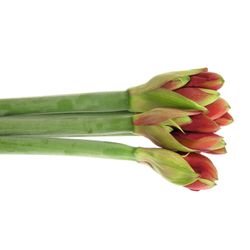 Amaryllis rot/grün Ferrari 