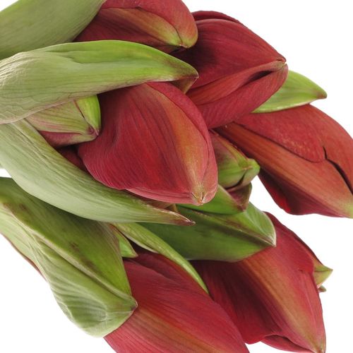 Amaryllis rot/grün Ferrari 