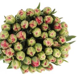 Tulpe Freiland rosa Wedding 24 Gramm