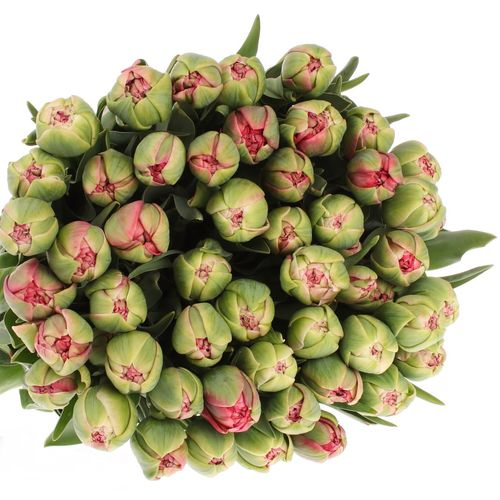Tulpe Freiland rosa Wedding 24 Gramm