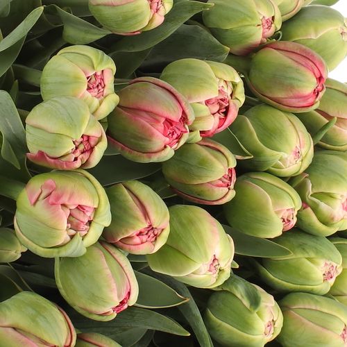 Tulpe Freiland rosa Wedding 24 Gramm