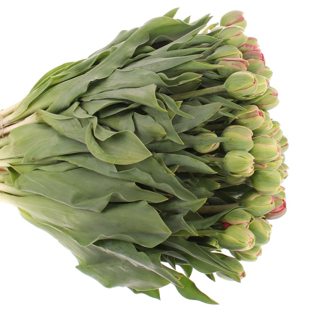 Tulpe Freiland rosa Wedding 24 Gramm