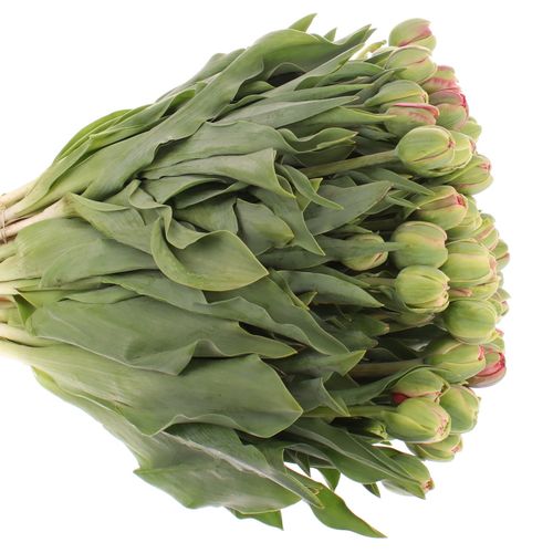 Tulpe Freiland rosa Wedding 24 Gramm