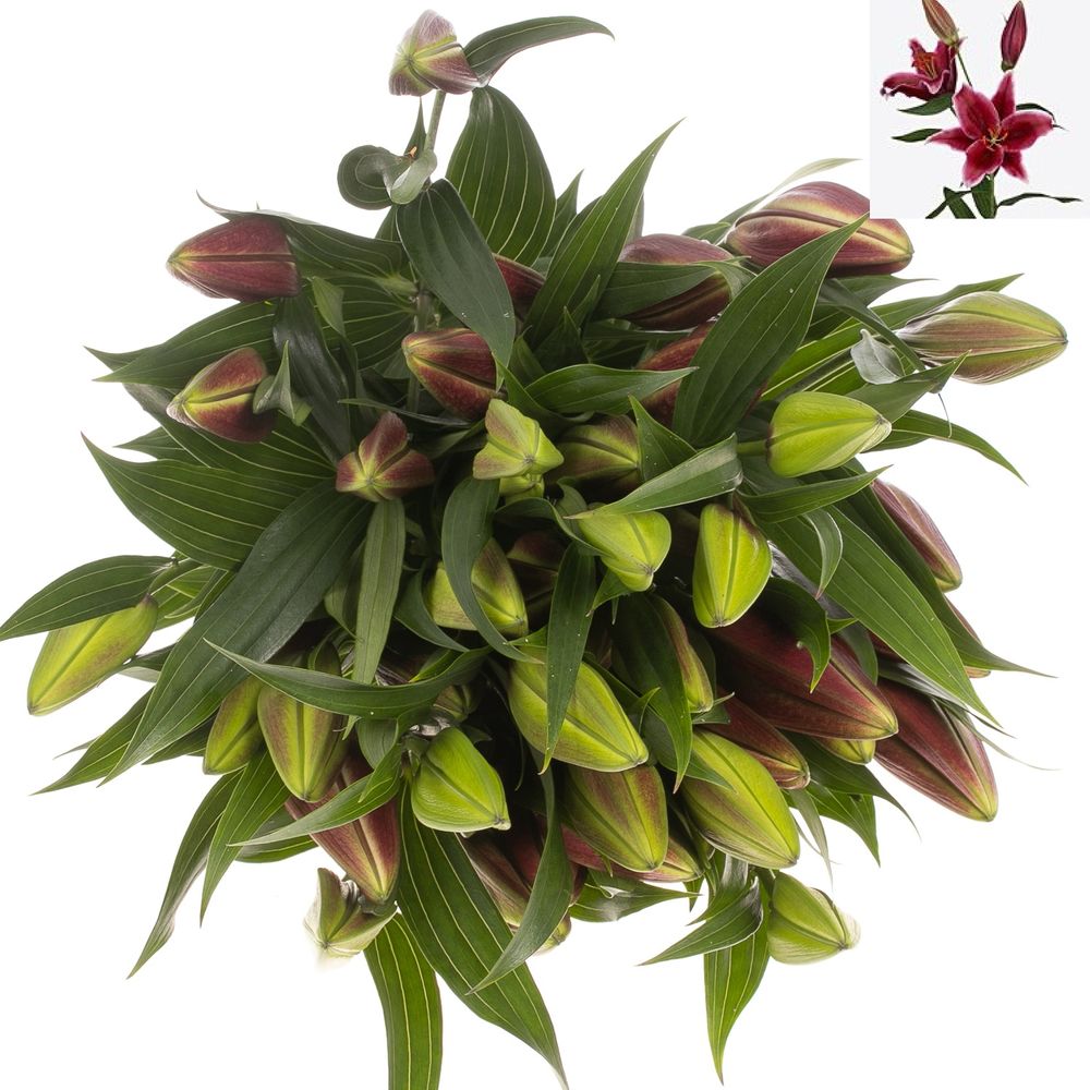 Lilie orientalisch pink dark Euphoria 5+Blüte 90cm