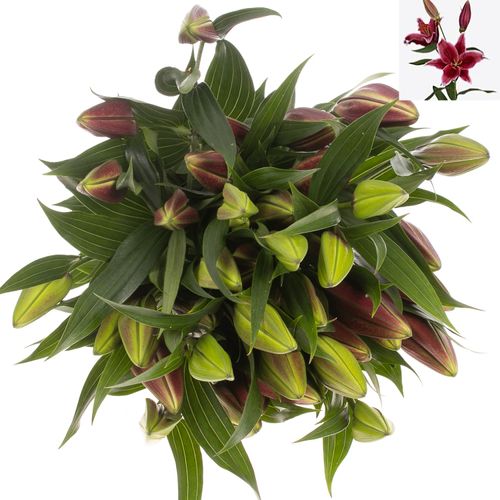 Lilie orientalisch pink dark Euphoria 5+Blüte 90cm