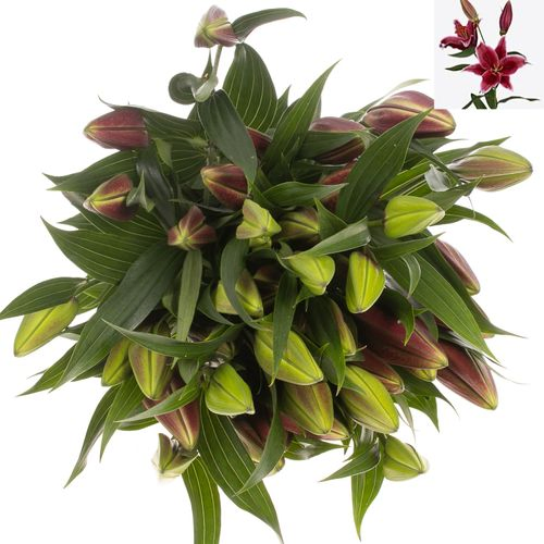 Lilie orientalisch pink dark Euphoria 5+Blüte 90cm