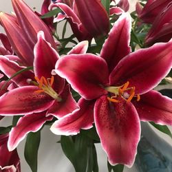 Lilie orientalisch pink dark Euphoria 5+Blüte 90cm