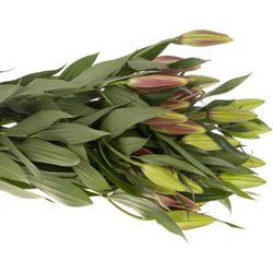 Lilie orientalisch pink dark Euphoria 5+Blüte 90cm