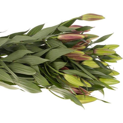 Lilie orientalisch pink dark Euphoria 5+Blüte 90cm