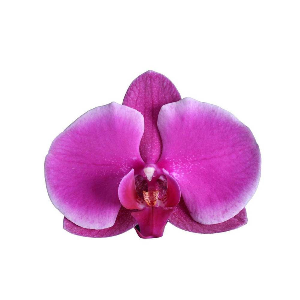 Phal.2-R lila Johannesburg T12 H070