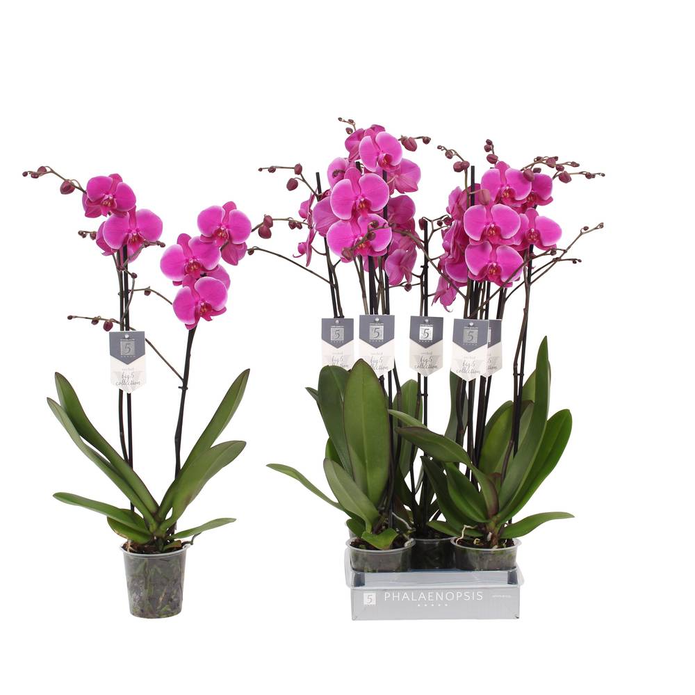 Phal.2-R lila Johannesburg T12 H070