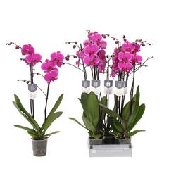 Phal.2-R lila Johannesburg T12 H070