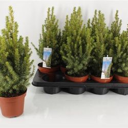 Picea Gl.Conica T13 H40