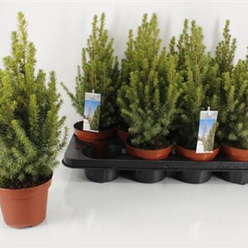 Picea Gl.Conica T13 H40