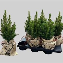 Picea Gl.Conica Jute Schnapch. Von Uhr T15 H040