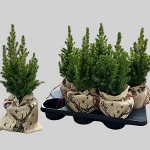 Picea Gl.Conica zinc Schnapch. Von Uhr T15 H040
