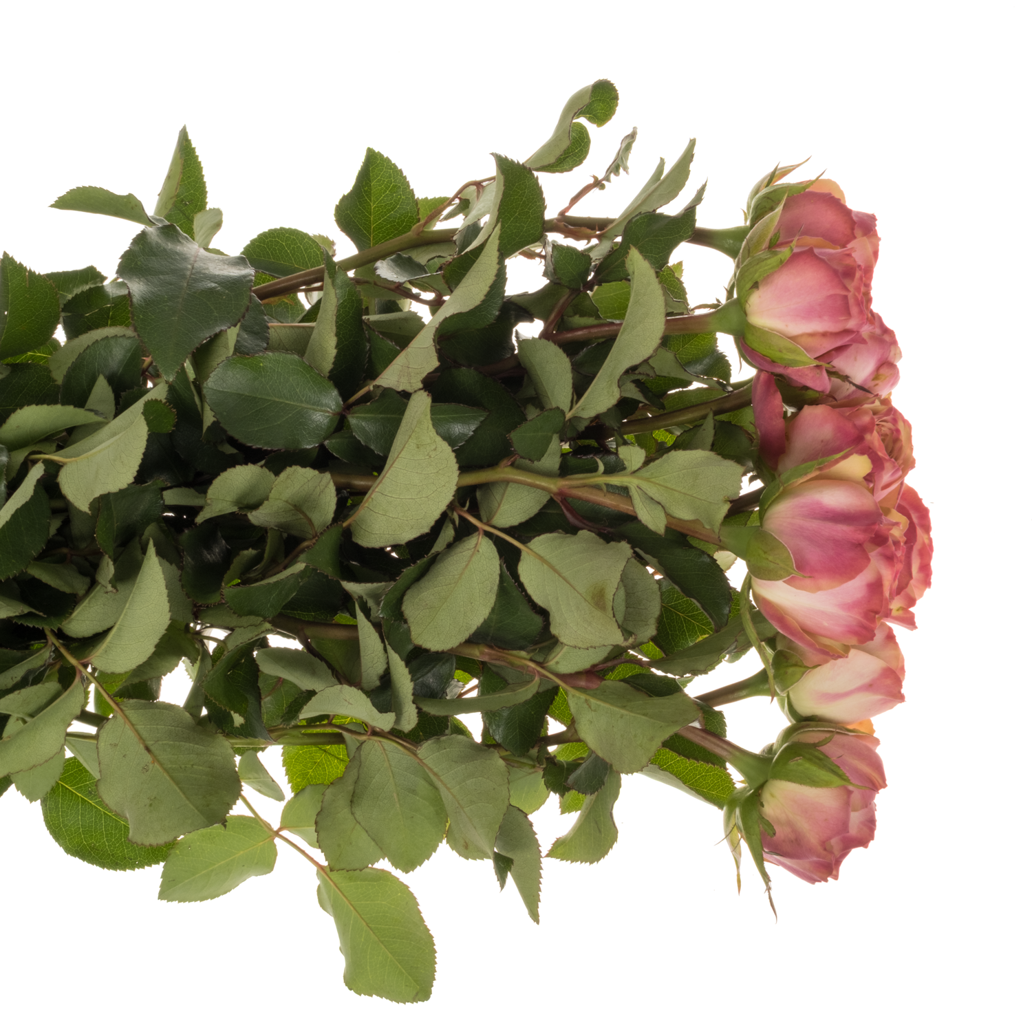 Rose Freiland rosa/hell grün Tabaluga Freelander 60cm