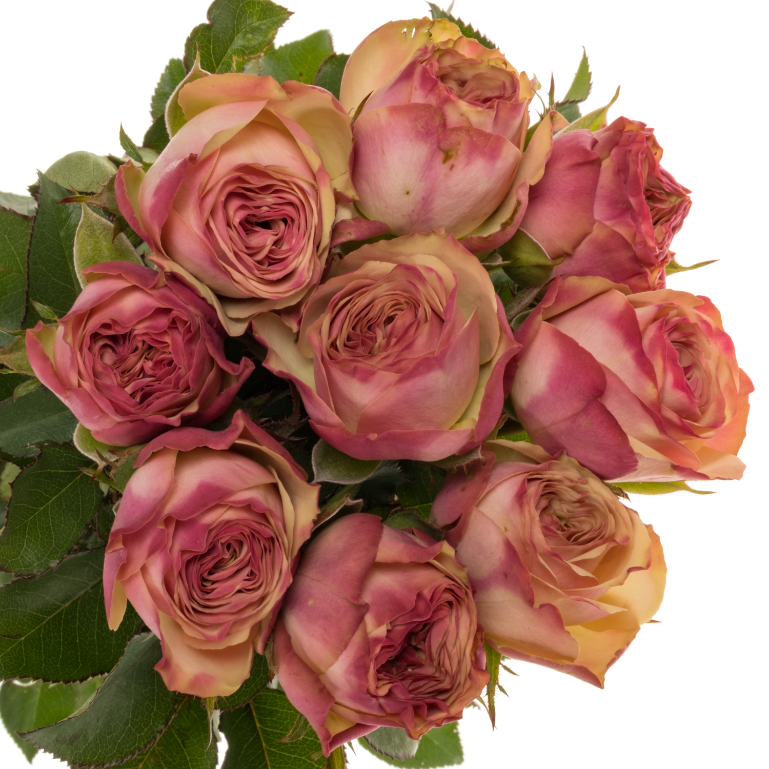 Rose Freiland rosa/hell grün Tabaluga Freelander 60cm