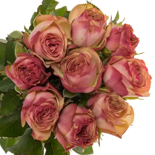 Rose Freiland rosa/hell grün Tabaluga Freelander 60cm