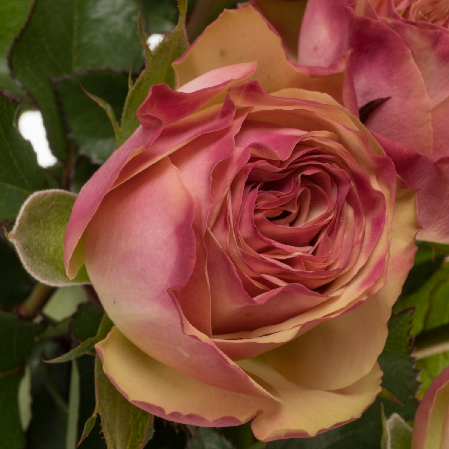 Rose Freiland rosa/hell grün Tabaluga Freelander 60cm
