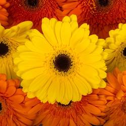 Gerbera mix Sommer