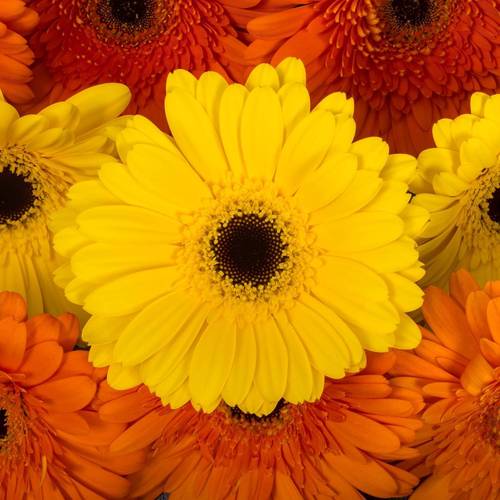 Gerbera mix Sommer