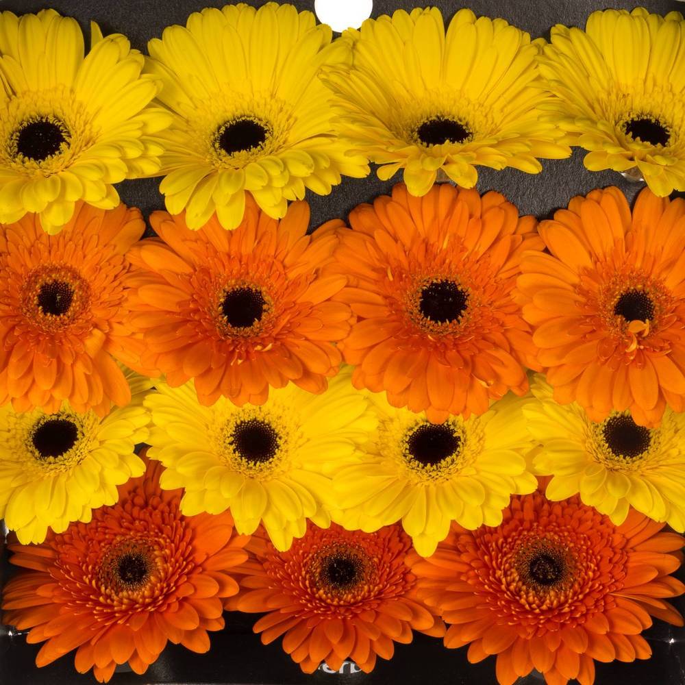 Gerbera mix Sommer