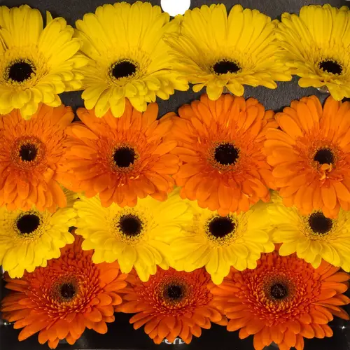Gerbera mix Sommer