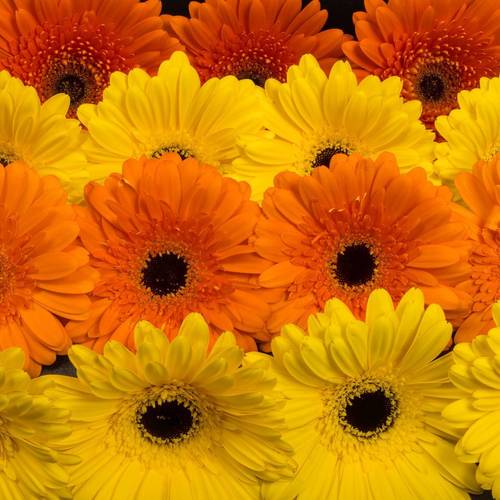Gerbera mix Sommer