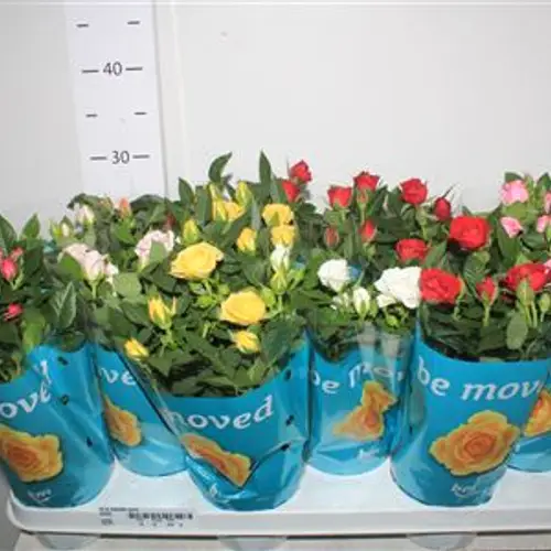 Rosa BM mix Schnäpch.von Uhr T10,5 H26