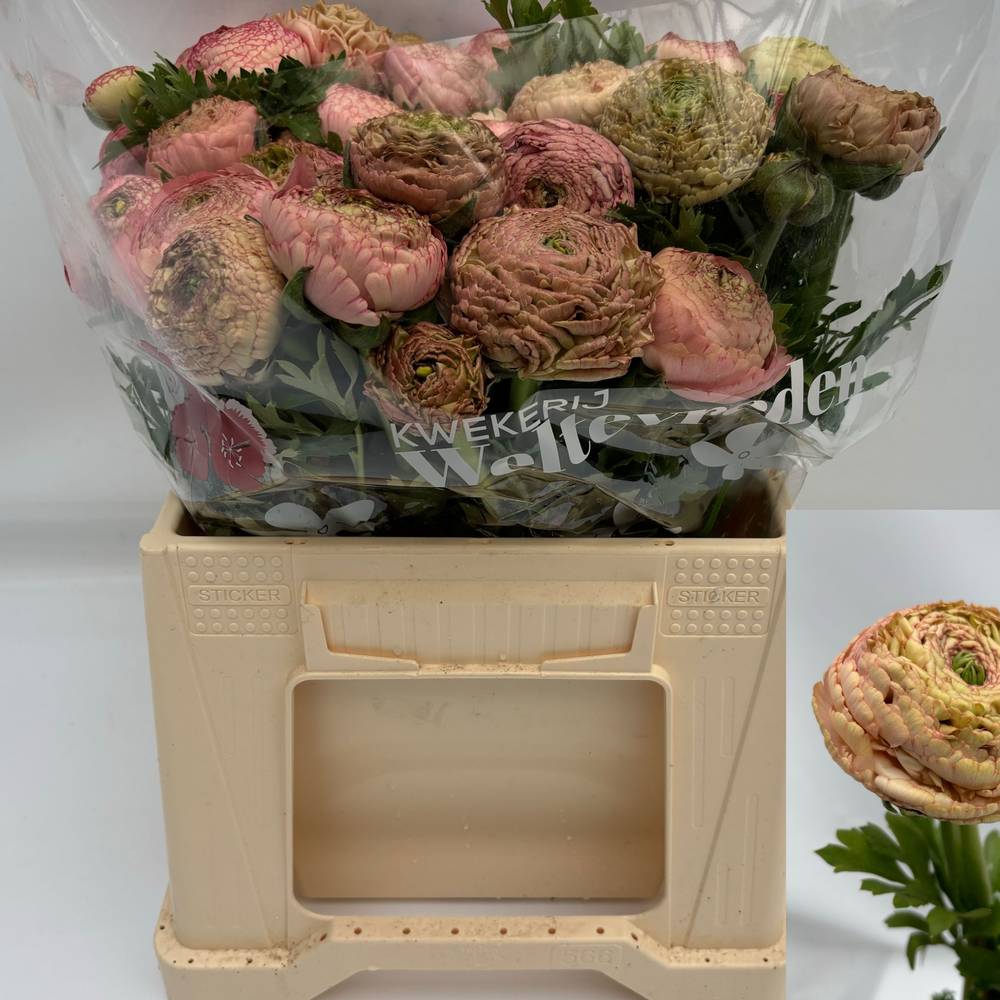 Ranunkel rosa antiek Aazur Antique Rose  35cm 65 Graam