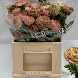 Ranunkel rosa antiek Aazur Antique Rose  35cm 65 Graam