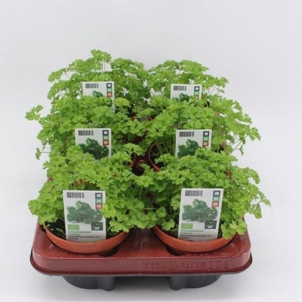 Bio Petersilie T12 H20