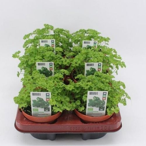 Bio Petersilie T12 H20
